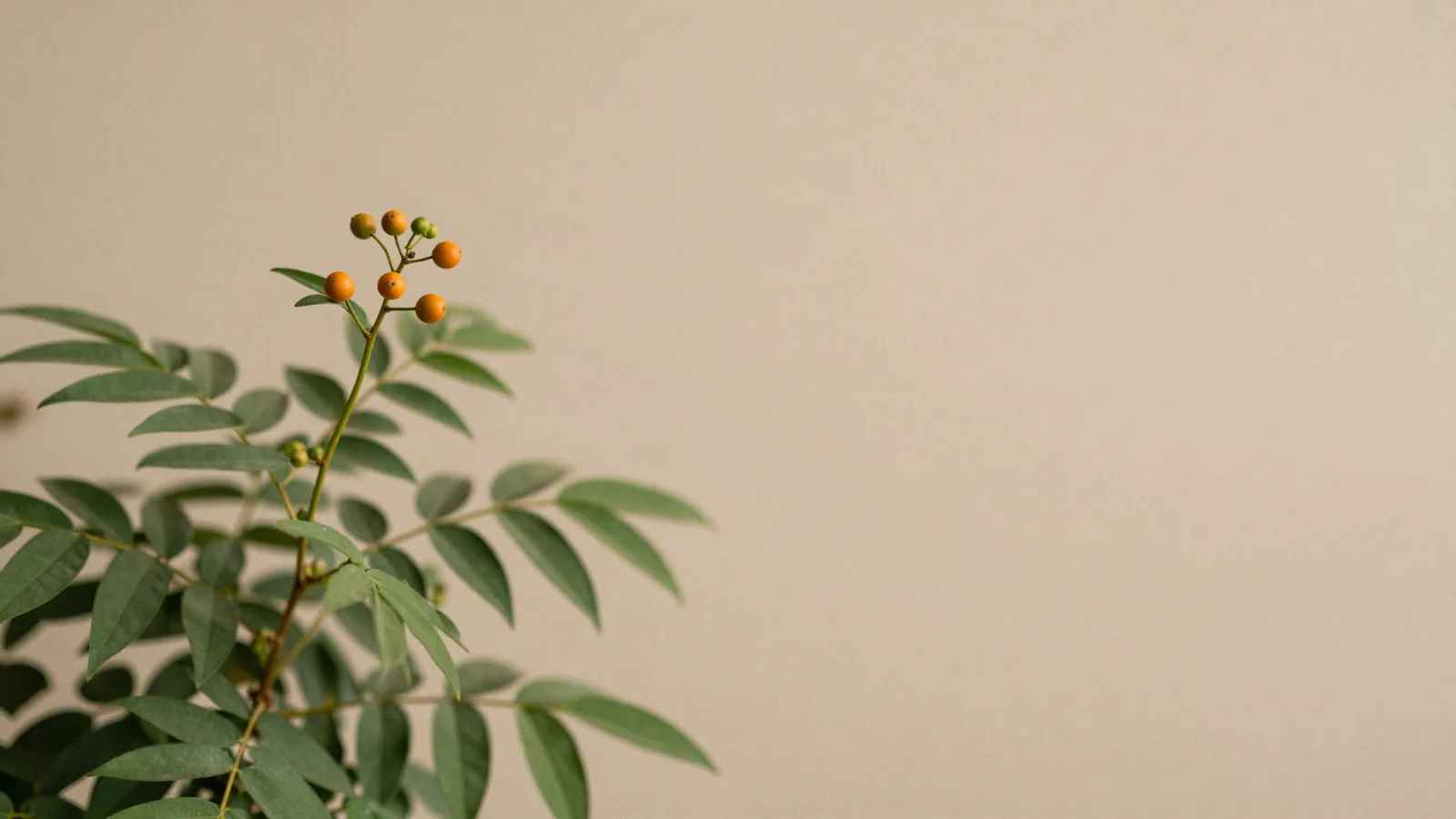Planta viva de Withania somnifera com folhas verdes e bagas alaranjadas na luz da manhã